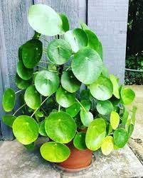 Secrets Of Pilea Peperomioides Or Chinese Money Plant Care Chinese Money Plant Care Plant Care Houseplant Money Plant Care