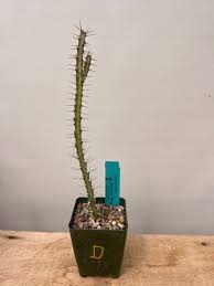 Image result for Euphorbia schinzii