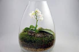 Orchid Terrarium Orchid Terrarium Orchids Terrarium
