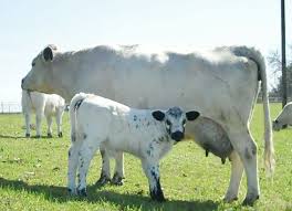Black And White Cow Breeds Uk British White Cattle Miniature Cow Breeds