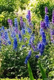 Interview Christel So Klappt Es Mit Dem Rittersporn Rittersporn Stauden Flieder Schneiden