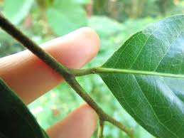 Image result for Maranthes