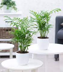 zimmerpalmen duo 1a zimmerpflanzen online kaufen baldur garten pflanzen zimmerpflanzen zimmerpflanze palme