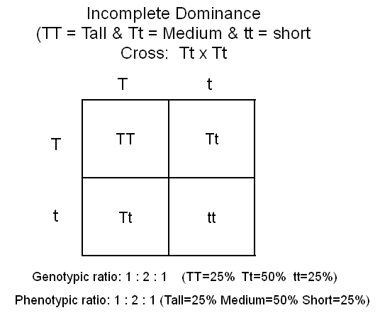Punnett Square for Monohybrid Cross (Tt x Tt)