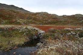 Kommunefakta gir deg nøkkeltall for din kommune, og er en inngang til ssb sin statistikk på kommunenivå. Tildeling Av Fellingsloyve I Ardal Kommune 2018 Aurland Kommune