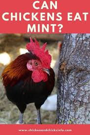 You may find tomatoes in the latter ones. Can Chickens Eat Mint Cool And Refreshing Healthy Chicken Chicks Info