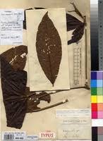 Image result for Rothmannia whitfieldii