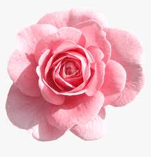 Pink Flower Transparent Background Hd Png Download Transparent Png Image Pngitem