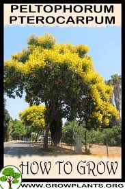 Image result for Peltophorum pterocarpum