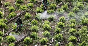 Colombia, oficialmente república de colombia, es un país soberano situado en la región noroccidental de américa del sur, que se constituye en un estado unitario, social y democrático de derecho cuya forma de gobierno es presidencialista. Colombia Es El Mayor Productor De Drogas De Acuerdo Con Un Informe Realizado Por La Onu