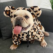 If your dog makes this list, she needs extra walks, less food, and training without extra treats. Winter Dog Clothes Leopard Dog Coat Jacket Fat Dogs Clothes French Bulldog Pet Clothes For Small Medium Dogs Pet Products York Dog Coats Jackets Aliexpress