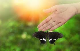 Symbolizes a carefree life sans responsibilities and stress. Significance Of Butterflies In Association With Death Lovetoknow
