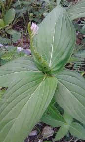 Image result for Spigelia anthelmia