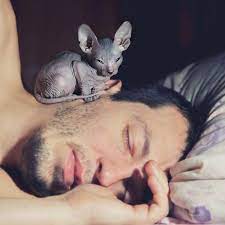 Soooo Cute His Sleeping Companion Or Guard Is This Sphinx Kitten Sphynx Cat Cats Cute Animals