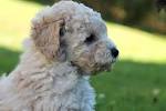 Toy Poodle Puppies For Sale - Toy Poodles | Greenfield Puppies
