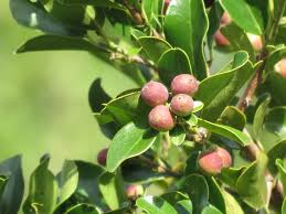 Image result for Scutia myrtina