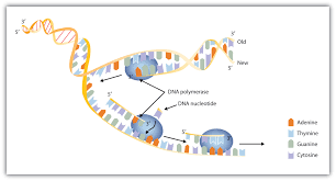 A) on the diagram, label the 5' and the 3' ends of the parental dna strands. Replication And Expression Of Genetic Information