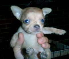 Soft Spot Puppy Heads Daily Dog Discoveries