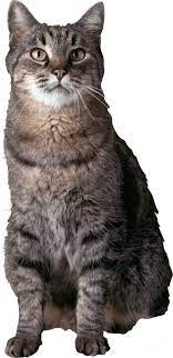 Black Cat Png Transparent Image Black Cat Pngget To Download Free Black Cat Png Vector Photo In Hd Quality Without Limit It Comes Cats Image Cat Cat Photo