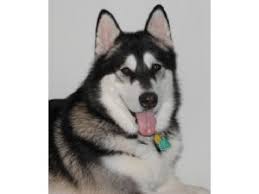 Our dogs come from a variety of locations around colorado and. Alaskan Malamute Puppies In Colorado