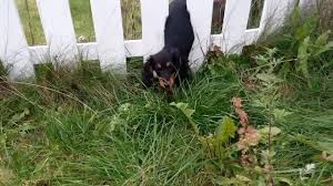 Press alt + / to open this menu. Ruth Den Lille Allrounder Fra Valpekasse Til Superdachs å¸–å­ Facebook