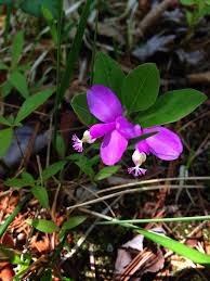 Image result for Polygala transvaalensis