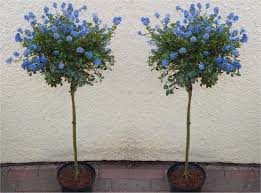 60+ of the best evergreen trees with year round interest for all garden situations & budgets. Pair Of Evergreen Californian Lilac Trees Patio Tree Ceanothus Victoria Garden Plants