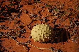 Image result for Acanthosicyos naudinianus