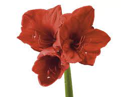 We did not find results for: Amaryllis Meaning Symbolism Teleflora