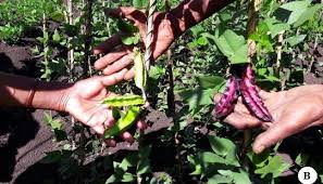 Image result for Psophocarpus scandens