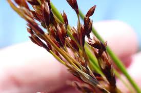 Image result for Juncus kraussii