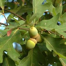 Maybe you would like to learn more about one of these? White Oak Tree Tre20380 47 95 Buy Cheap Vegetable Seeds Flower Seeds Sweet Pea Seed Potato Seeds And Rose Trees Online Seedsdiscount