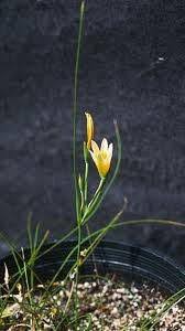 Image result for Aptosimum procumbens