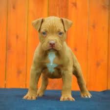 Why buy an american pit bull terrier puppy for sale if you can adopt and save a life? Pin On Big Bullies