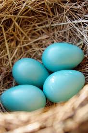 Real Bird Eggs For Sale Pin On Turquesa