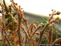 Image result for Euphorbia platyrrhiza