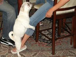 Prima di far accoppiare un cane cane si incula signora | doovi from i.ytimg.com. La Monta Simulata Del Cane Un Atteggiamento Da Correggere