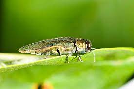 Emerald Ash Borer The Arbor Day Foundation