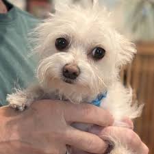 TOP 10 BEST Maltipoo Breeder near Van Nuys, Los Angeles, CA