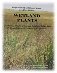 Image result for Psammotropha myriantha