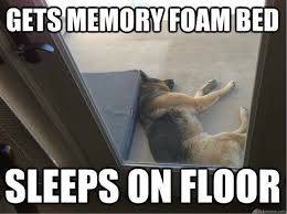 Pin By Ifetch On Pssssss Design Favorite Images Dog Owner Memes Dog Owners Funny Dog Memes