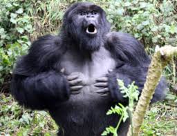 We did not find results for: Why Do Gorillas Beat Their Chests