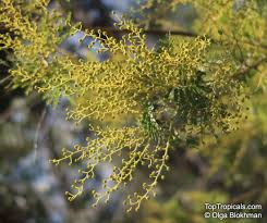 Image result for Acacia decurrens