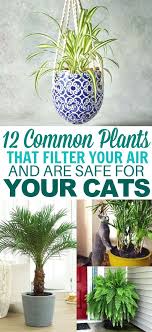 The best cat trees for big cats are built. 12 Common Houseplants Safe For Cats That Filter Your Air Common House Plants Plants Cat Friendly Plants