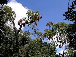 Image result for Hagenia abyssinica