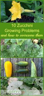 Why do zucchini stop growing. Zucchini Growing Problems 10 Common Issues And How To Overcome Them