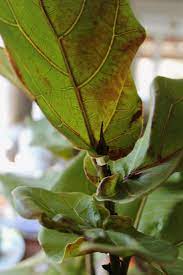 This is because if overwatering is not solved, it can unfortunately lead to root rot. 7 Secrets How To Save A Dying Fiddle Leaf Fig Tree Gardenista