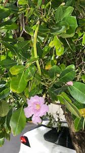 Image result for Tabebuia heterophylla