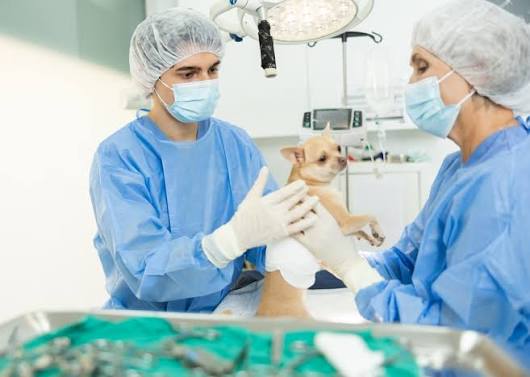 The Future of Veterinary Surgery: Advances in Technology and Techniques