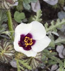 Image result for Hibiscus tridactylites